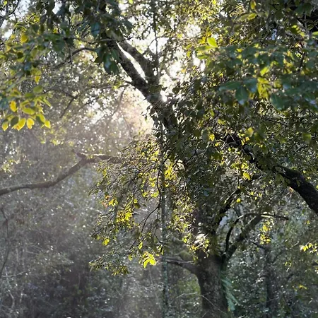 Scandola * Galeria (Corsica)
