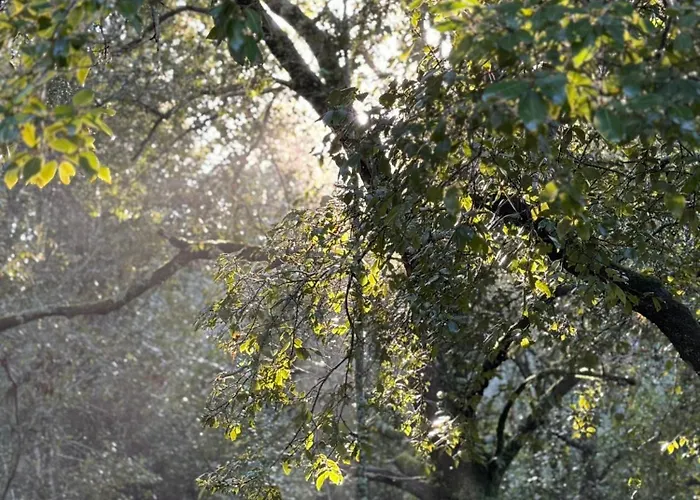 Scandola * 加莱里亚